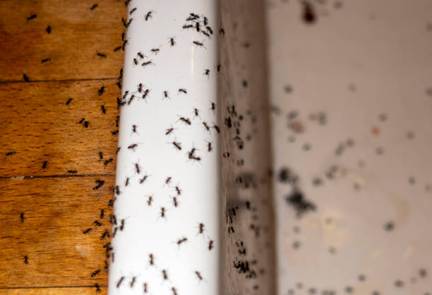 Lisle, IL Pest Control Company